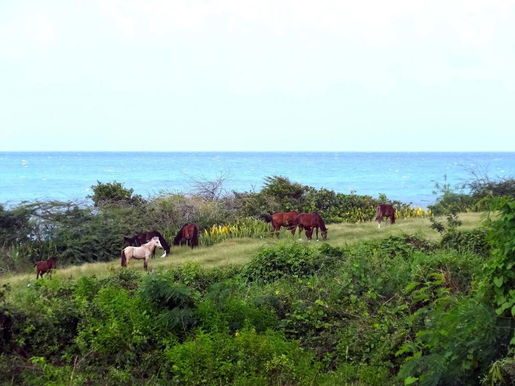 Villa Tranquility By The Sea Vieques Habitación foto